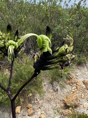 Macropidia fuliginosa