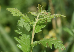 Quercus cerris