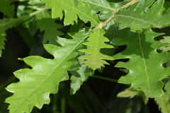 Quercus cerris