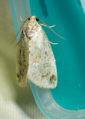 Maliattha synochitis