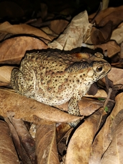 Duttaphrynus melanostictus