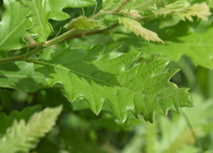 Quercus cerris