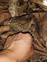 Duttaphrynus melanostictus