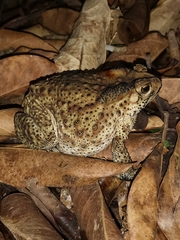 Duttaphrynus melanostictus