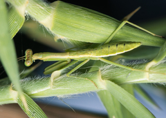 Tarachomantis
