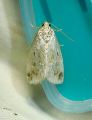 Maliattha synochitis