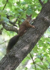 Sciurus vulgaris