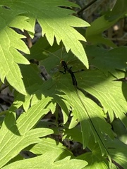 Megarhyssa atrata