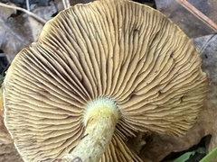 Lactarius turpis