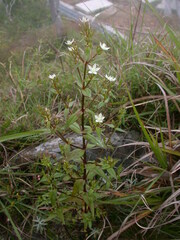 Swertia macrosperma