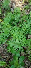 Blechnum