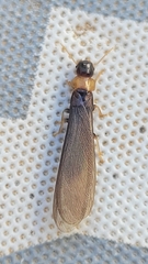 Kalotermes flavicollis