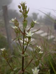 Swertia macrosperma
