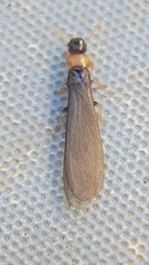 Kalotermes flavicollis