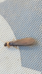 Kalotermes flavicollis