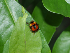 Callidemum discorufum