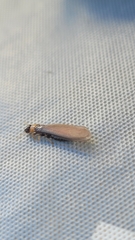 Kalotermes flavicollis