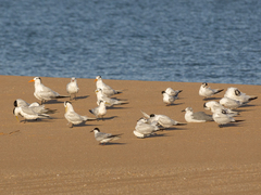 Thalasseus sandvicensis