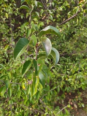 Prunus mahaleb