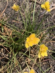 Cyperus sphaerocephalus