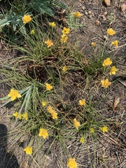 Cyperus sphaerocephalus