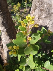 Cryptocarya alba