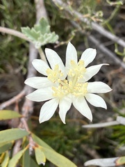 Xanthosia tomentosa