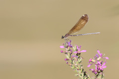 Calopteryx haemorrhoidalis