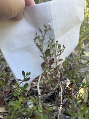 Trichostema nesophilum