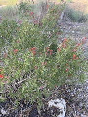 Anisacanthus