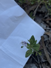 Trichostema nesophilum