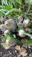 Coprinopsis variegata