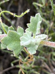 Xanthosia tomentosa