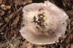 Russula cyanoxantha
