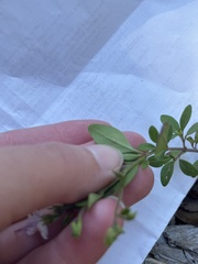 Trichostema nesophilum