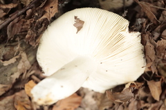 Russula cyanoxantha