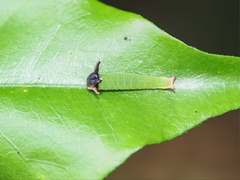 Charaxes sempronius