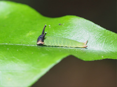 Charaxes sempronius