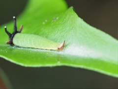 Charaxes sempronius