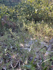 Trichostema nesophilum