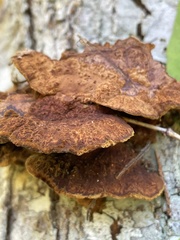 Hapalopilus rutilans