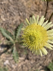 Berkheya radula