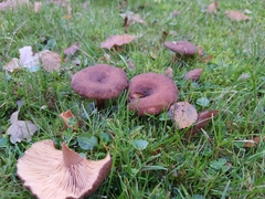 Pseudoclitocybe cyathiformis