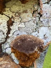 Hapalopilus rutilans