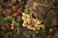 Hypholoma fasciculare
