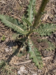 Berkheya radula