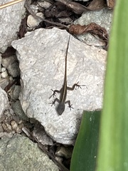 Anolis sagrei