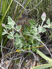Xanthosia tomentosa