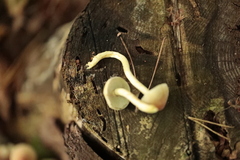 Hypholoma fasciculare