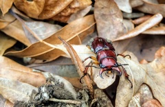 Lucanus capreolus